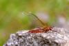 Ecdyonurus venosus